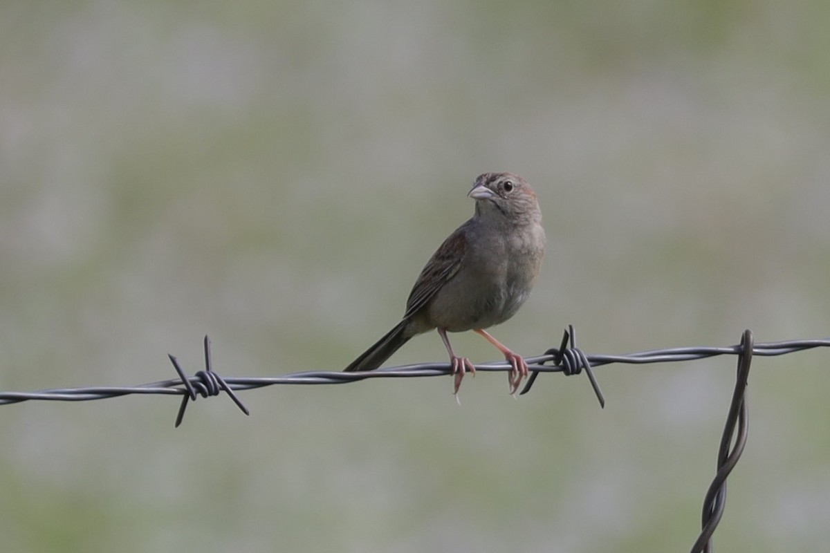 Botteri's Sparrow - ML622248247