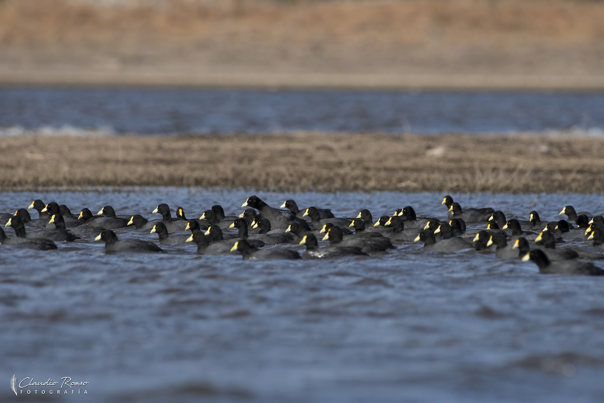 White-winged Coot - ML622248275