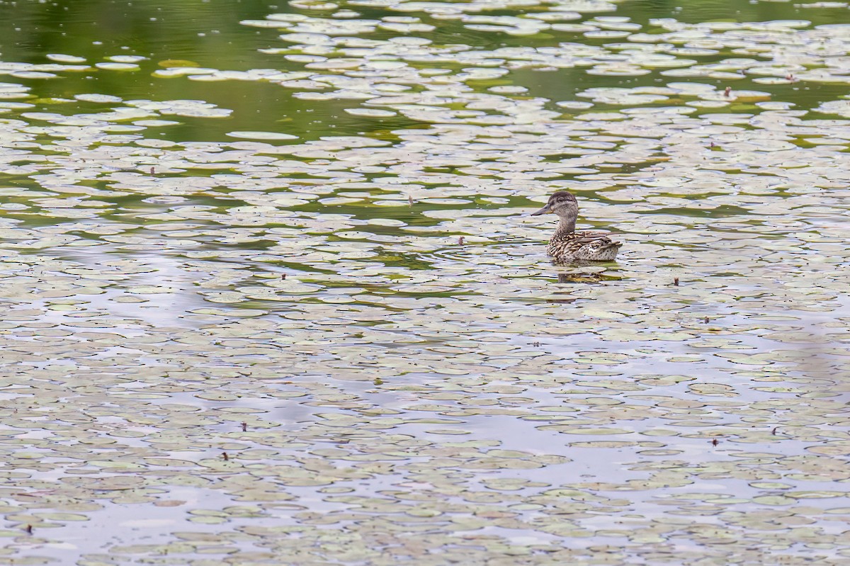 Green-winged Teal - ML622248364