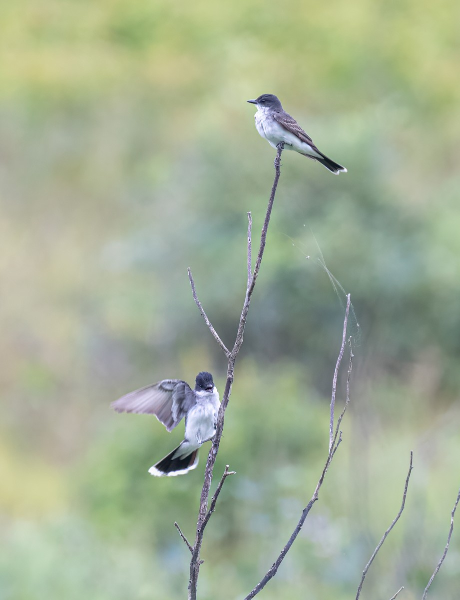 Eastern Kingbird - ML622248378