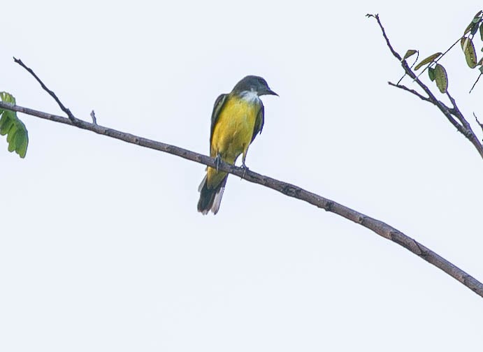 Tyran des palmiers - ML622248398