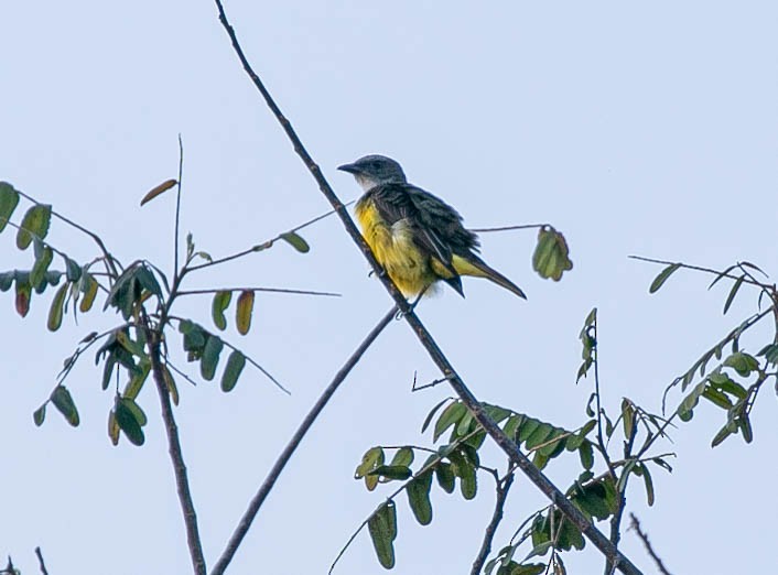 Tyran des palmiers - ML622248399