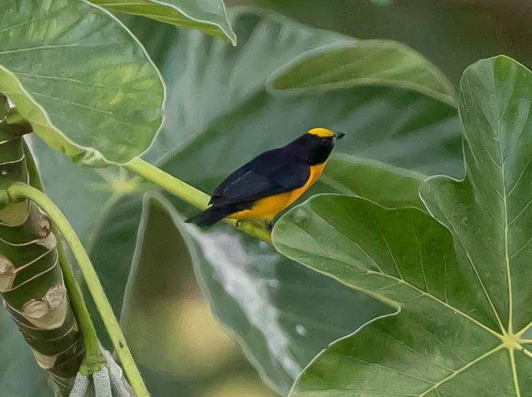 Organiste à bec épais - ML622248403