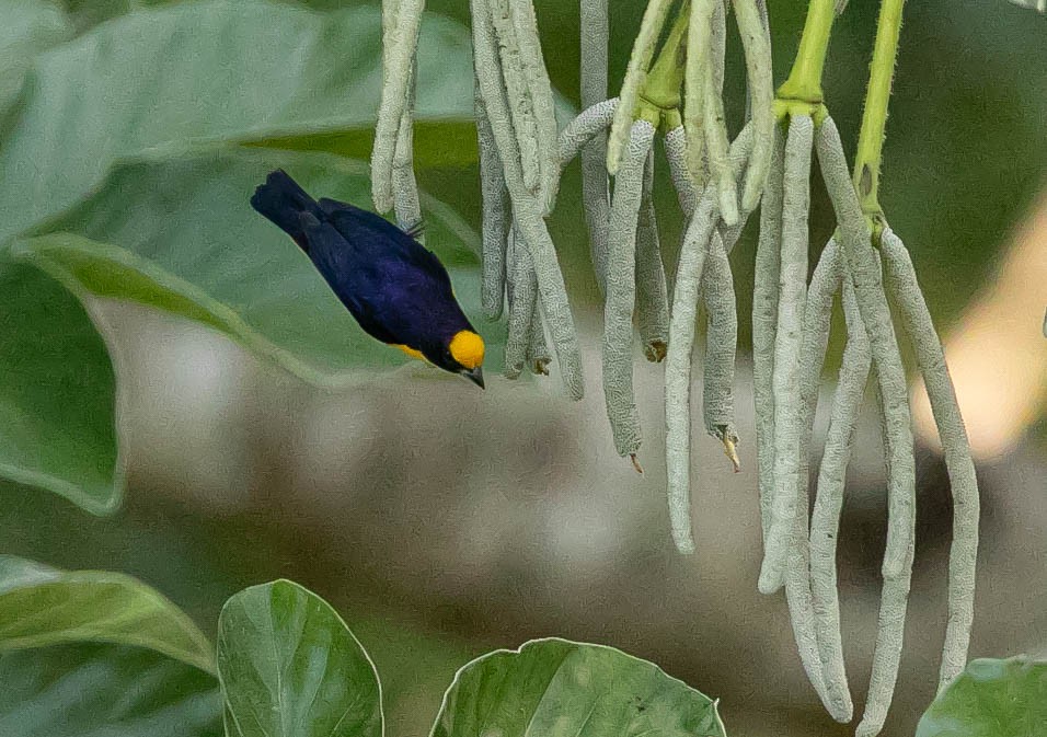 Organiste à bec épais - ML622248404