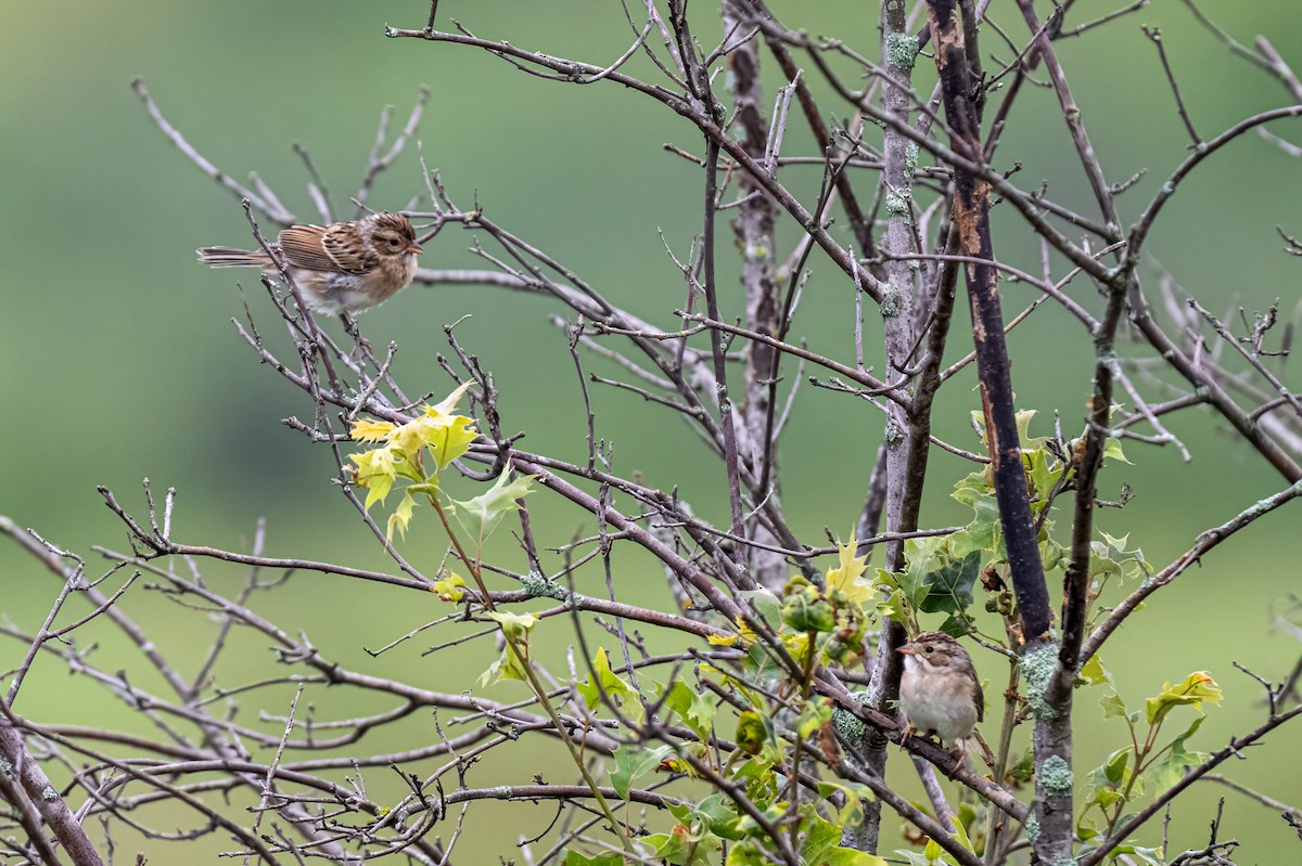 Clay-colored Sparrow - ML622248407
