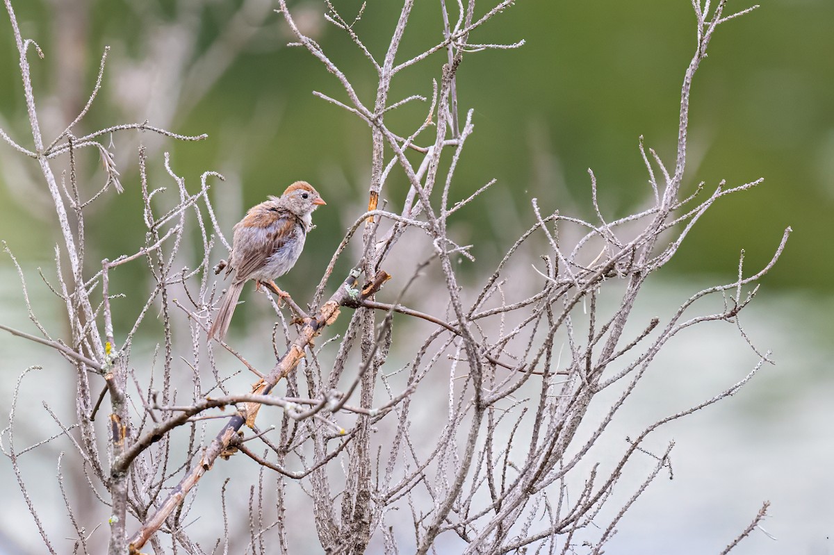 Field Sparrow - ML622248410