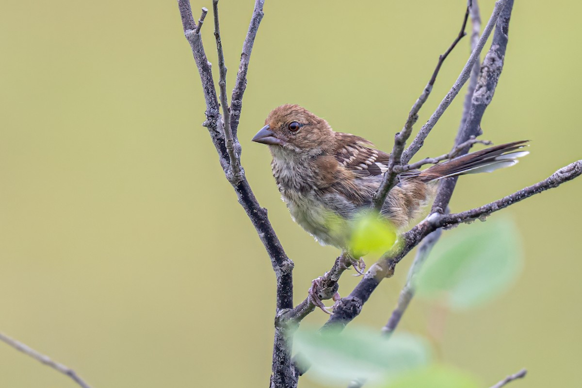 Eastern Towhee - ML622248421