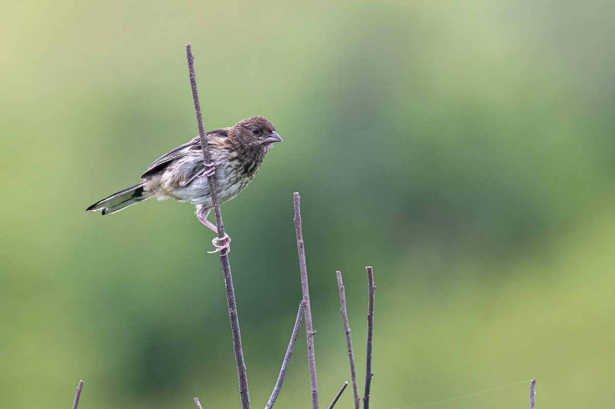 Eastern Towhee - ML622248423