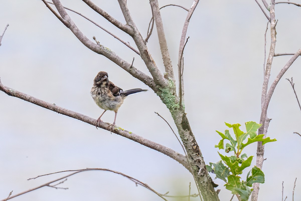 Eastern Towhee - ML622248425