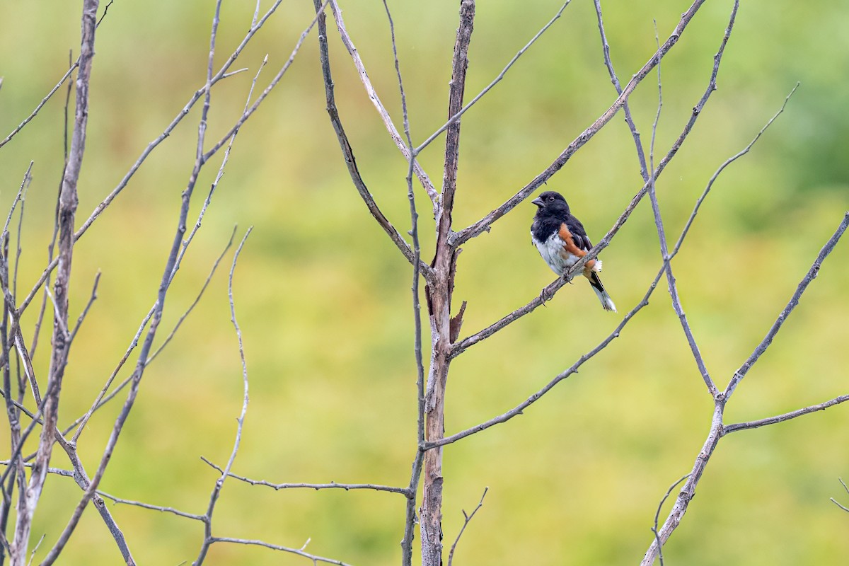 Eastern Towhee - ML622248427