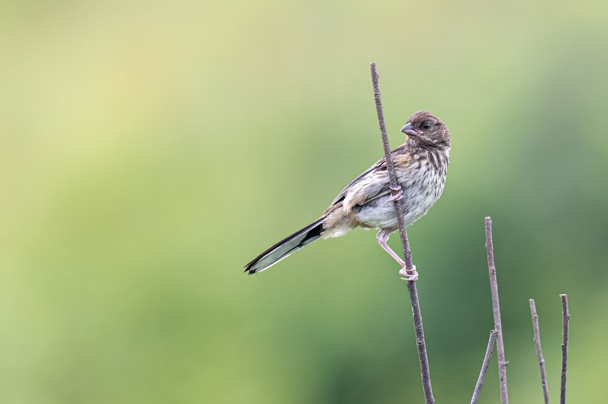 Eastern Towhee - ML622248428