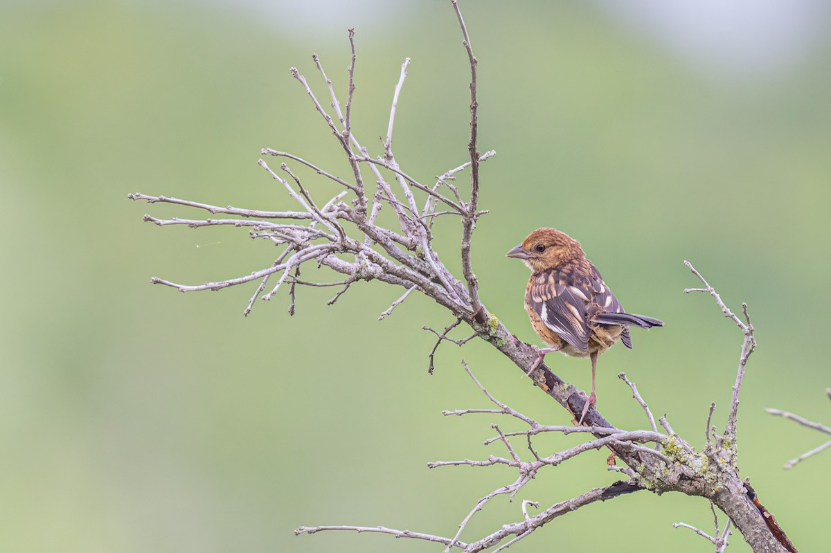 Eastern Towhee - ML622248430