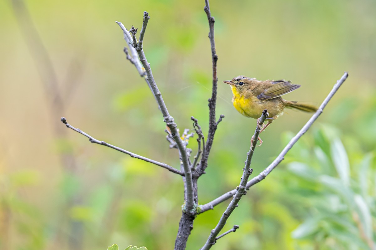 Common Yellowthroat - ML622248434