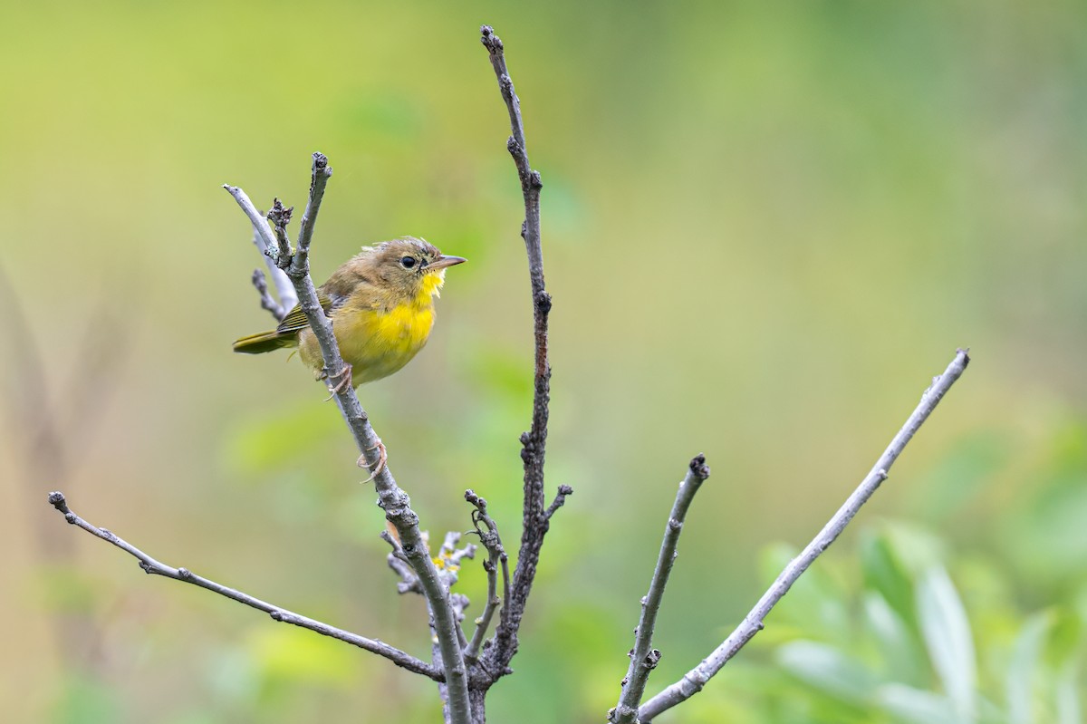 Common Yellowthroat - ML622248435