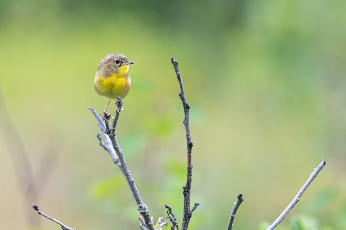Common Yellowthroat - ML622248436