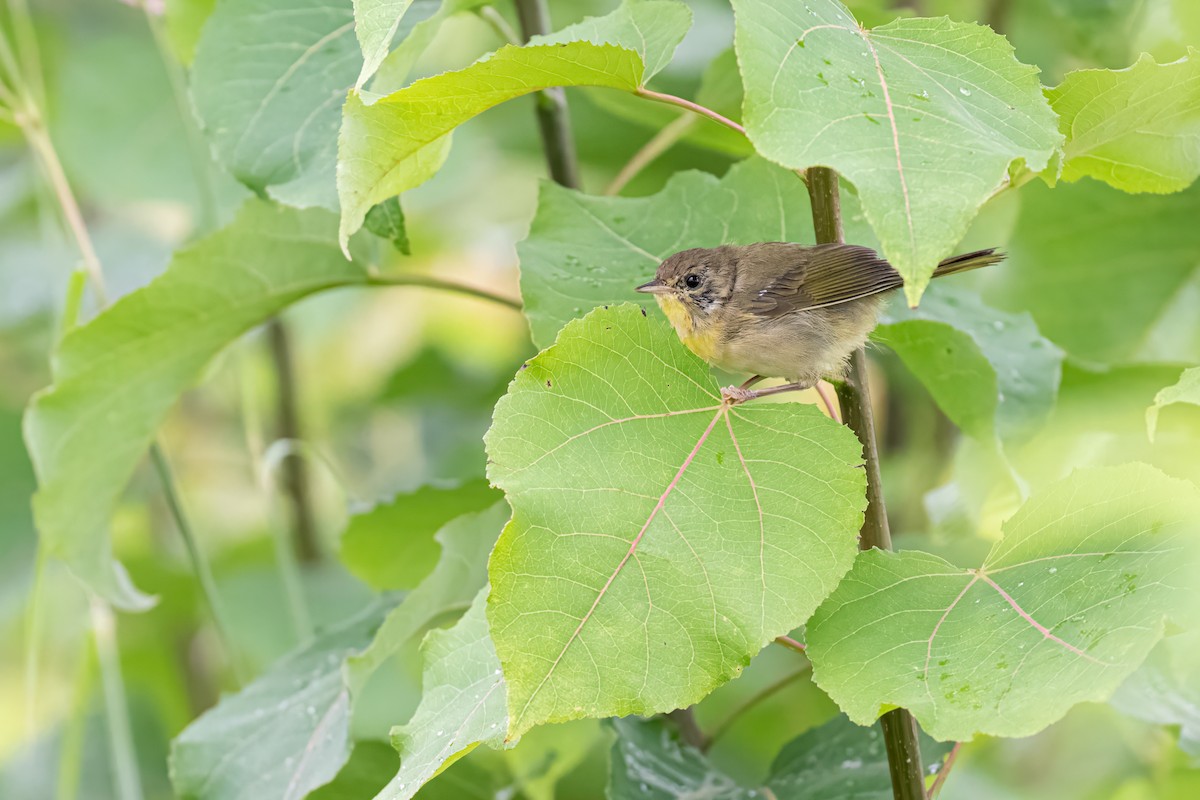 Common Yellowthroat - ML622248439