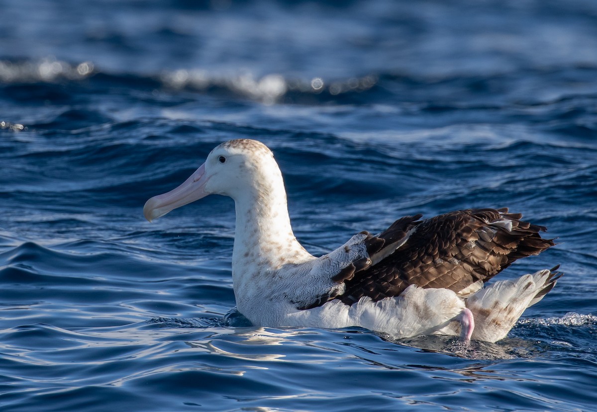 Snowy Albatross - ML622248471