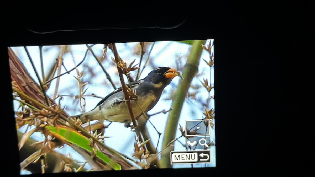 Slate-colored Seedeater - ML622248478