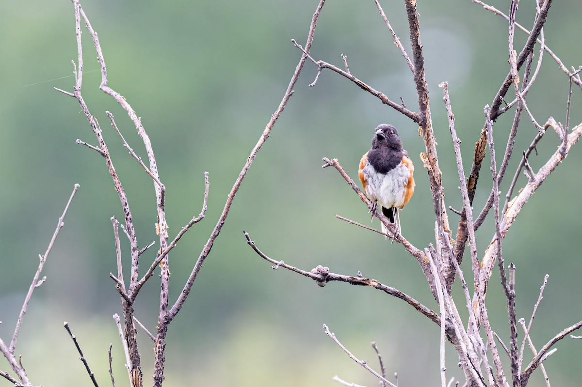 Eastern Towhee - ML622248520