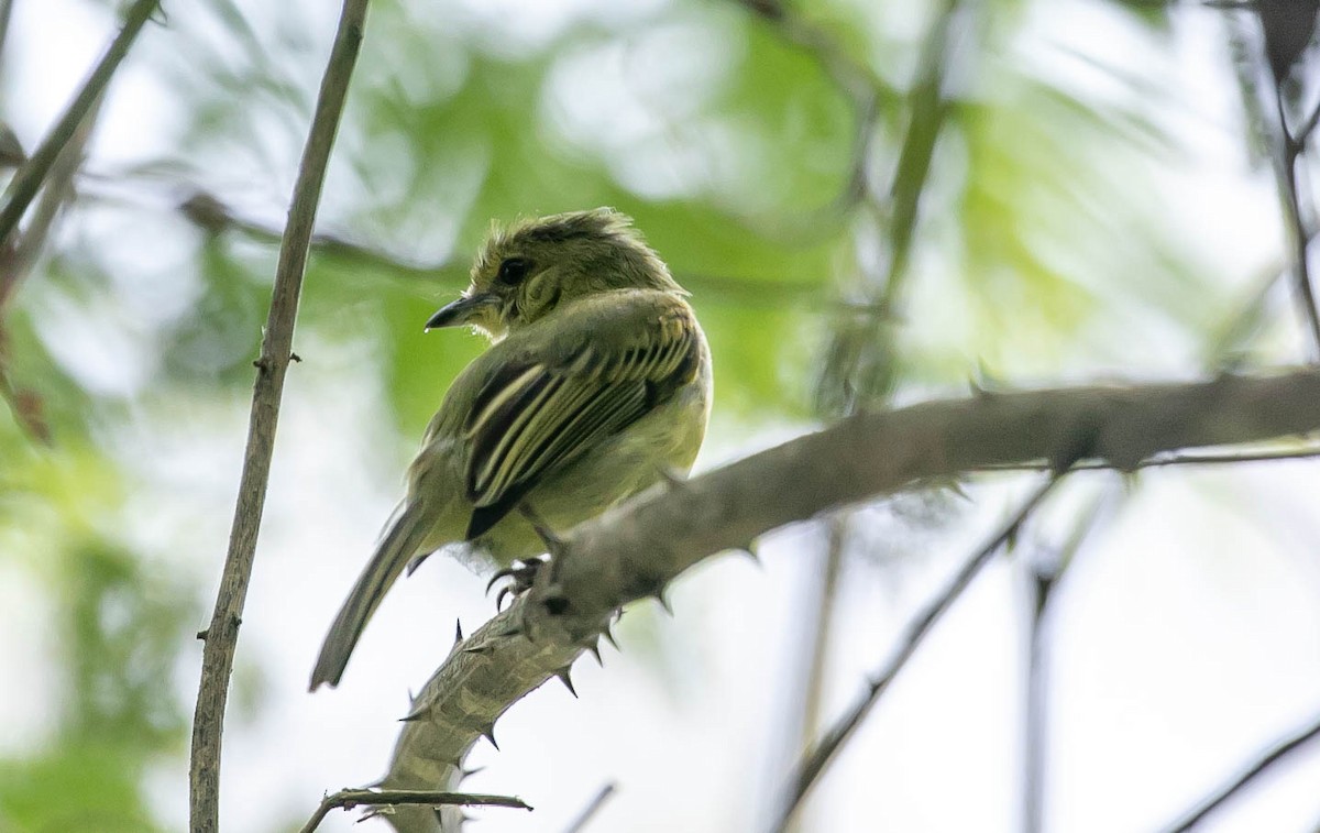 Olive-faced Flatbill - ML622248532