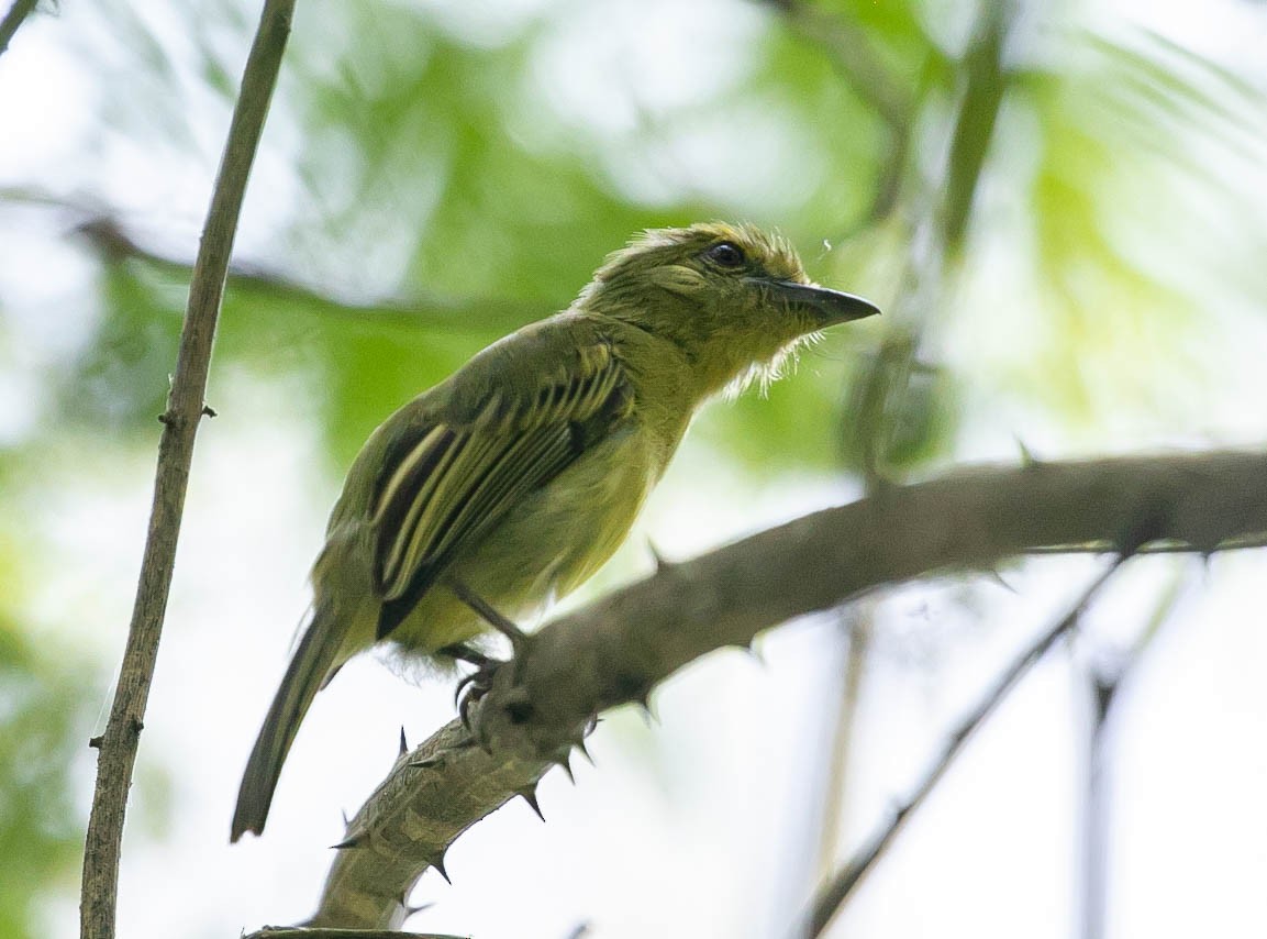 Olive-faced Flatbill - Larry Schmahl