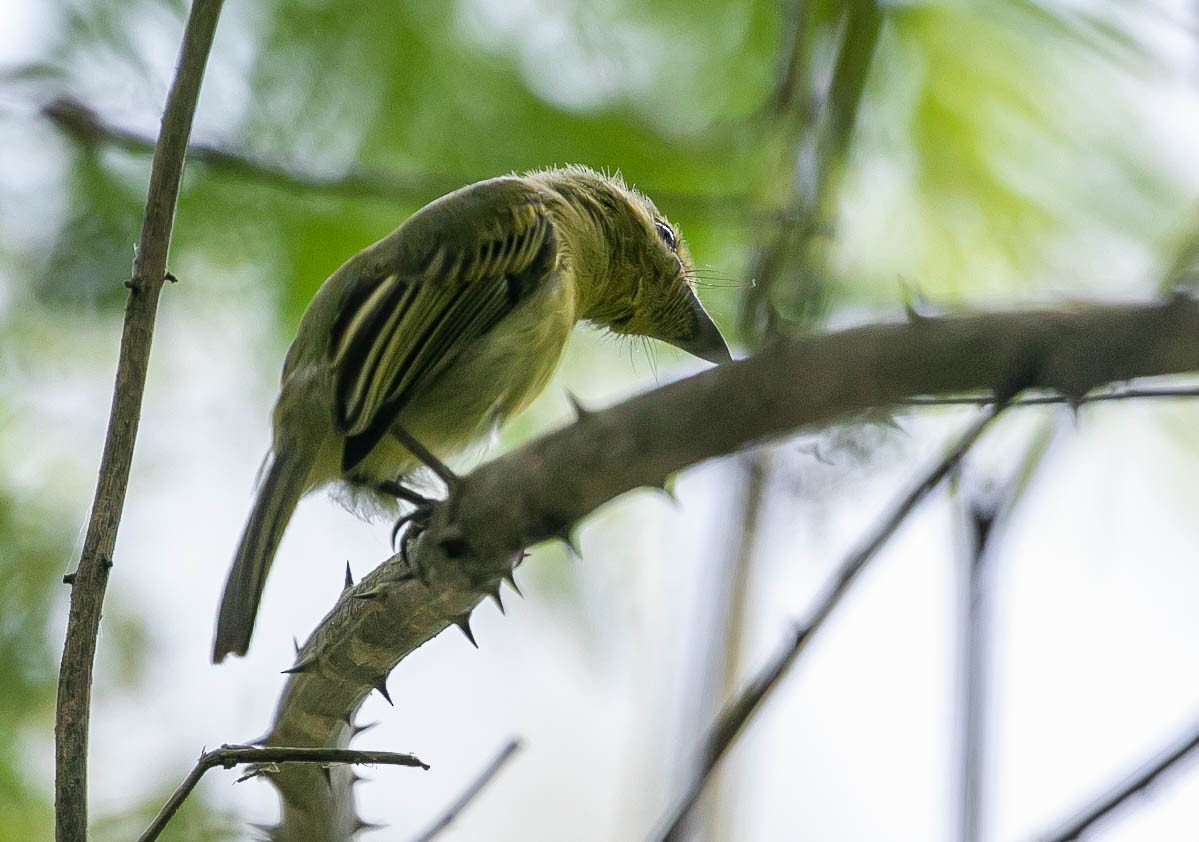 Olive-faced Flatbill - ML622248534