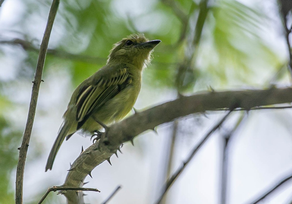 Olive-faced Flatbill - ML622248544