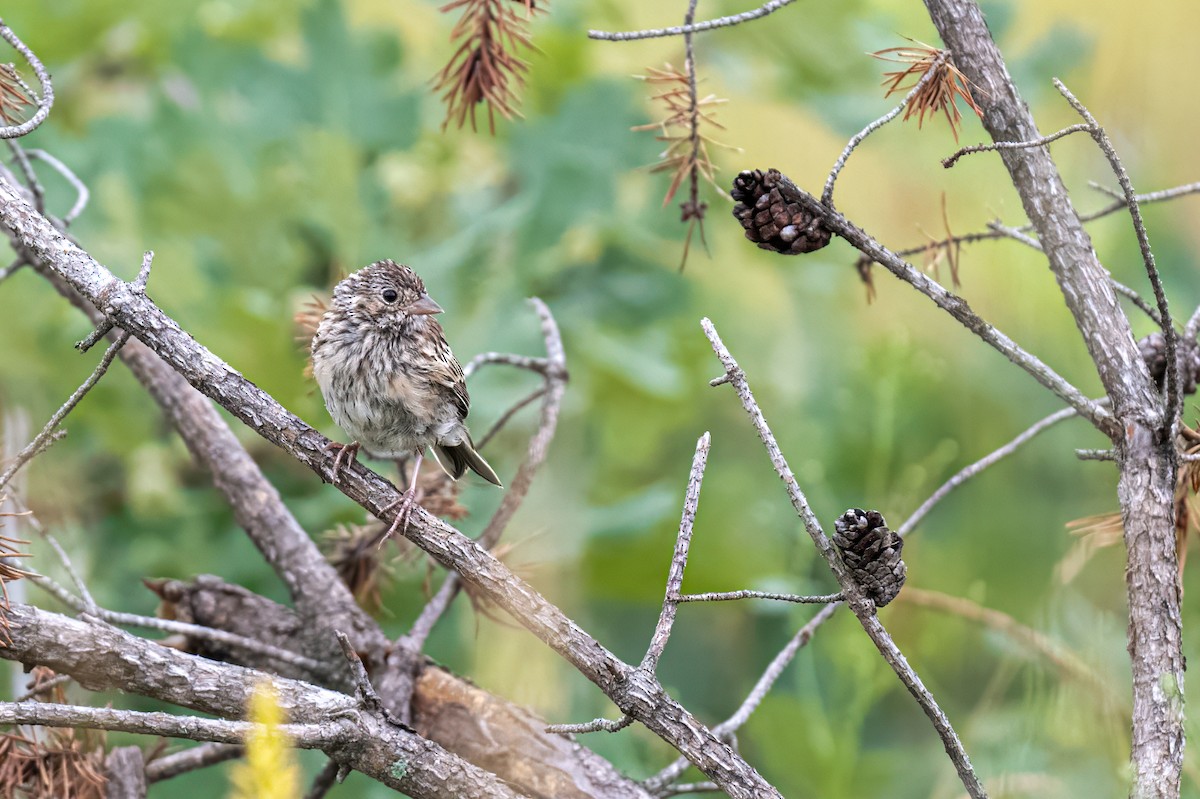 Vesper Sparrow - ML622248556
