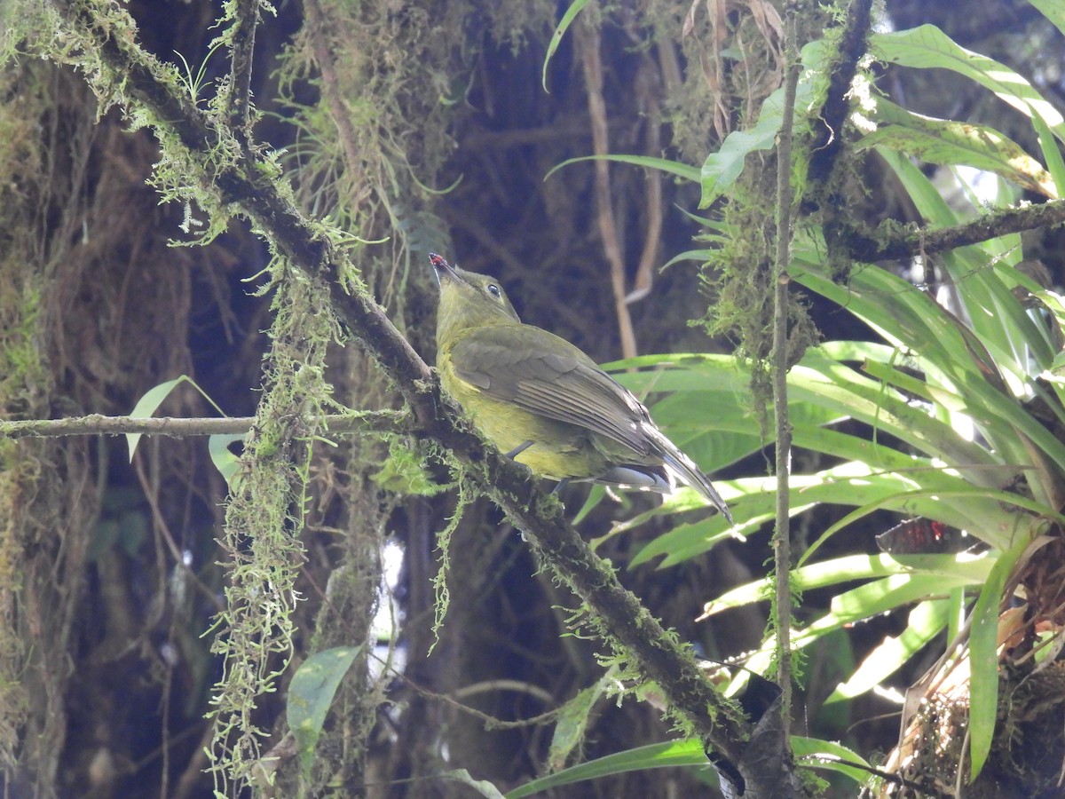 Olivaceous Piha - Brad Smith