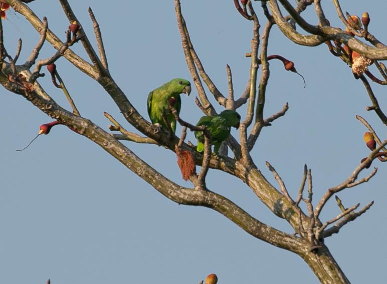 Short-tailed Parrot - ML622248585