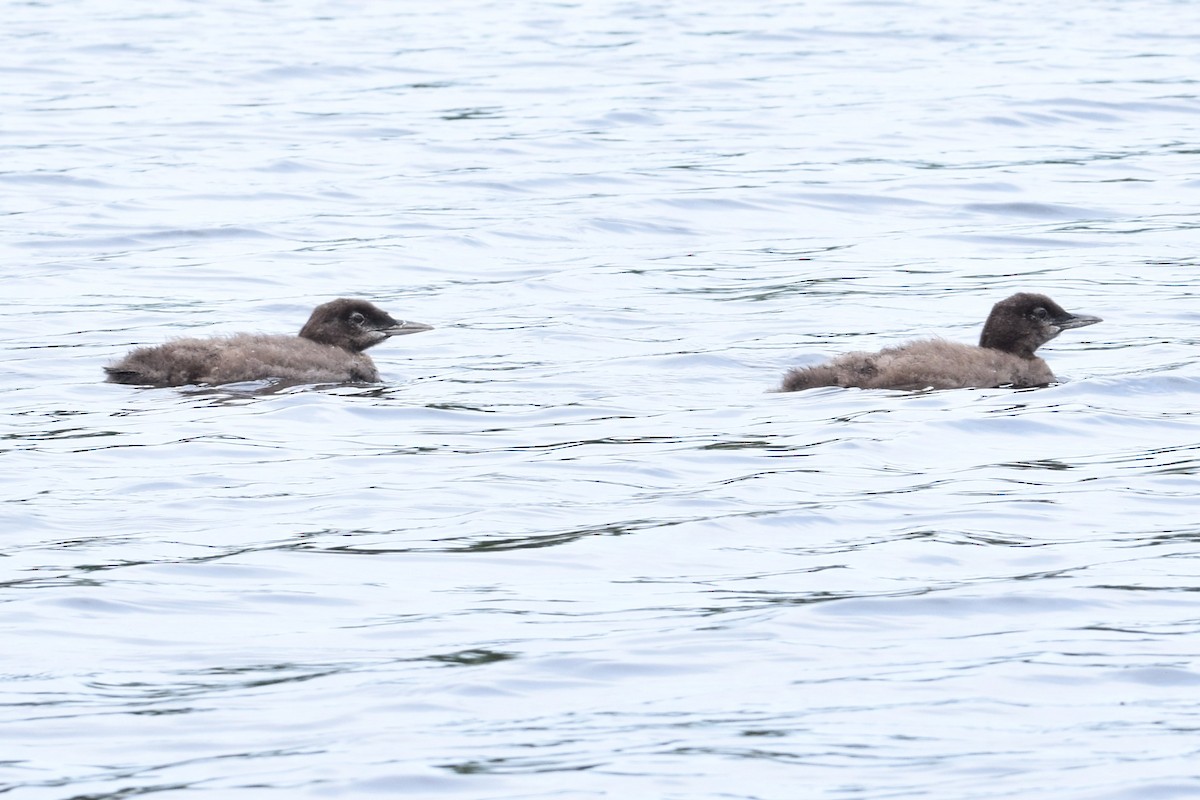 Common Loon - ML622248623