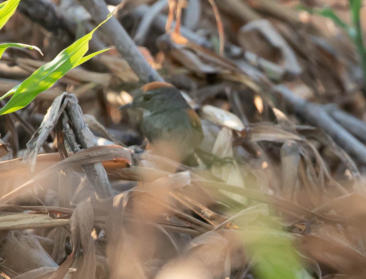 Dark-breasted Spinetail - ML622248643