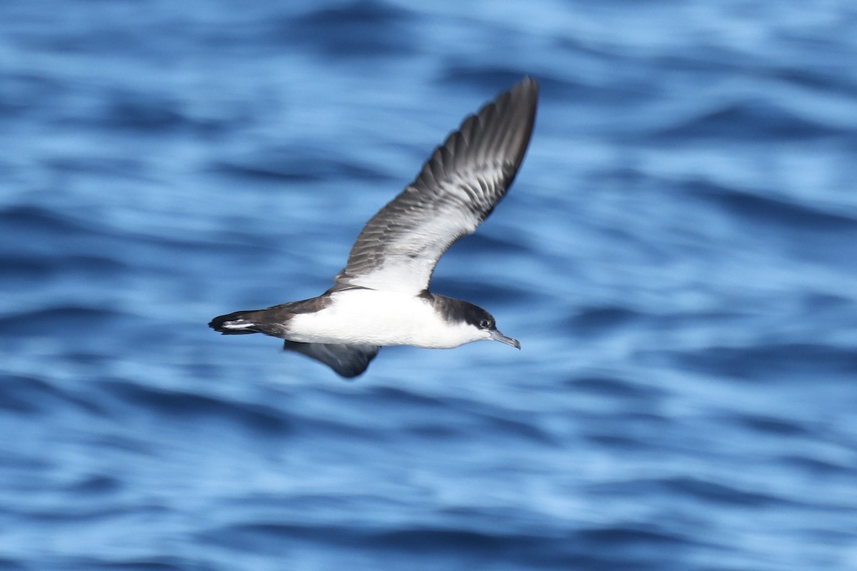 Galapagos Shearwater (Light-winged) - ML622248711