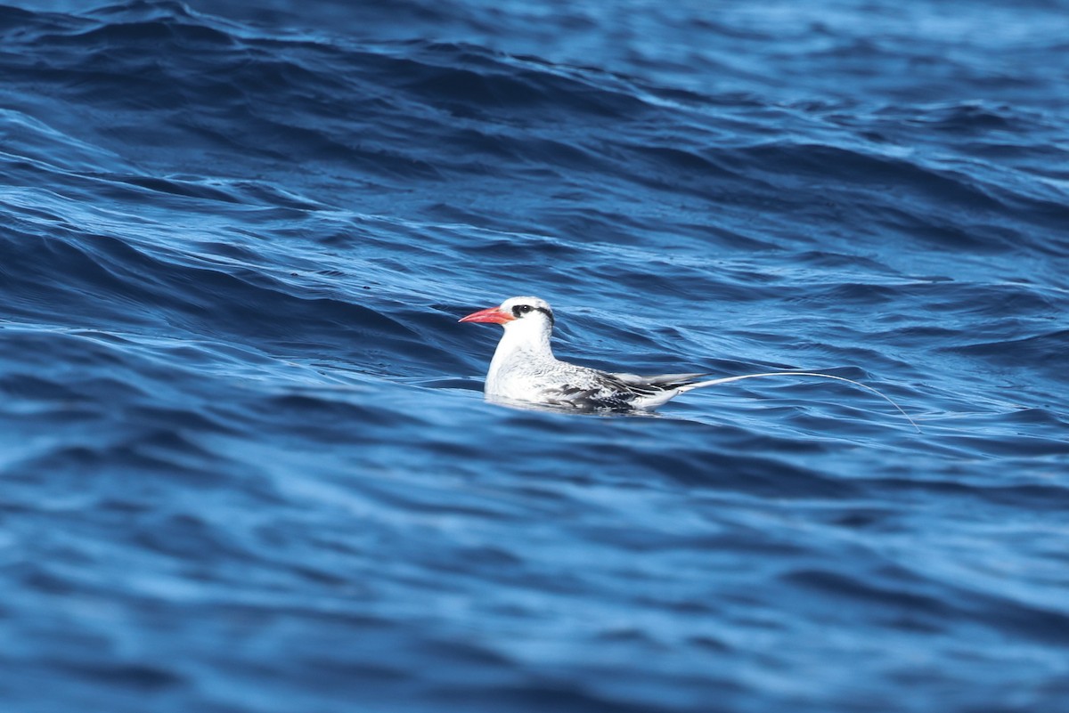 Red-billed Tropicbird - ML622248724