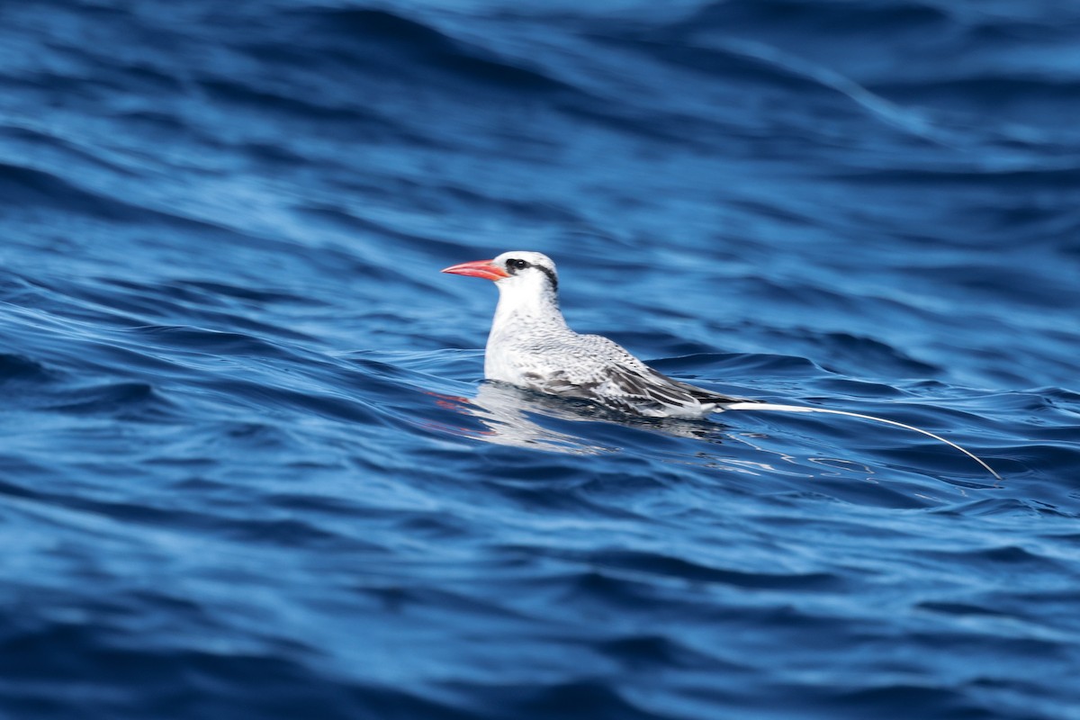 Red-billed Tropicbird - ML622248725