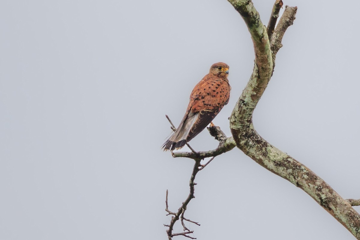 Spotted Kestrel - Saravanan Krishnamurthy