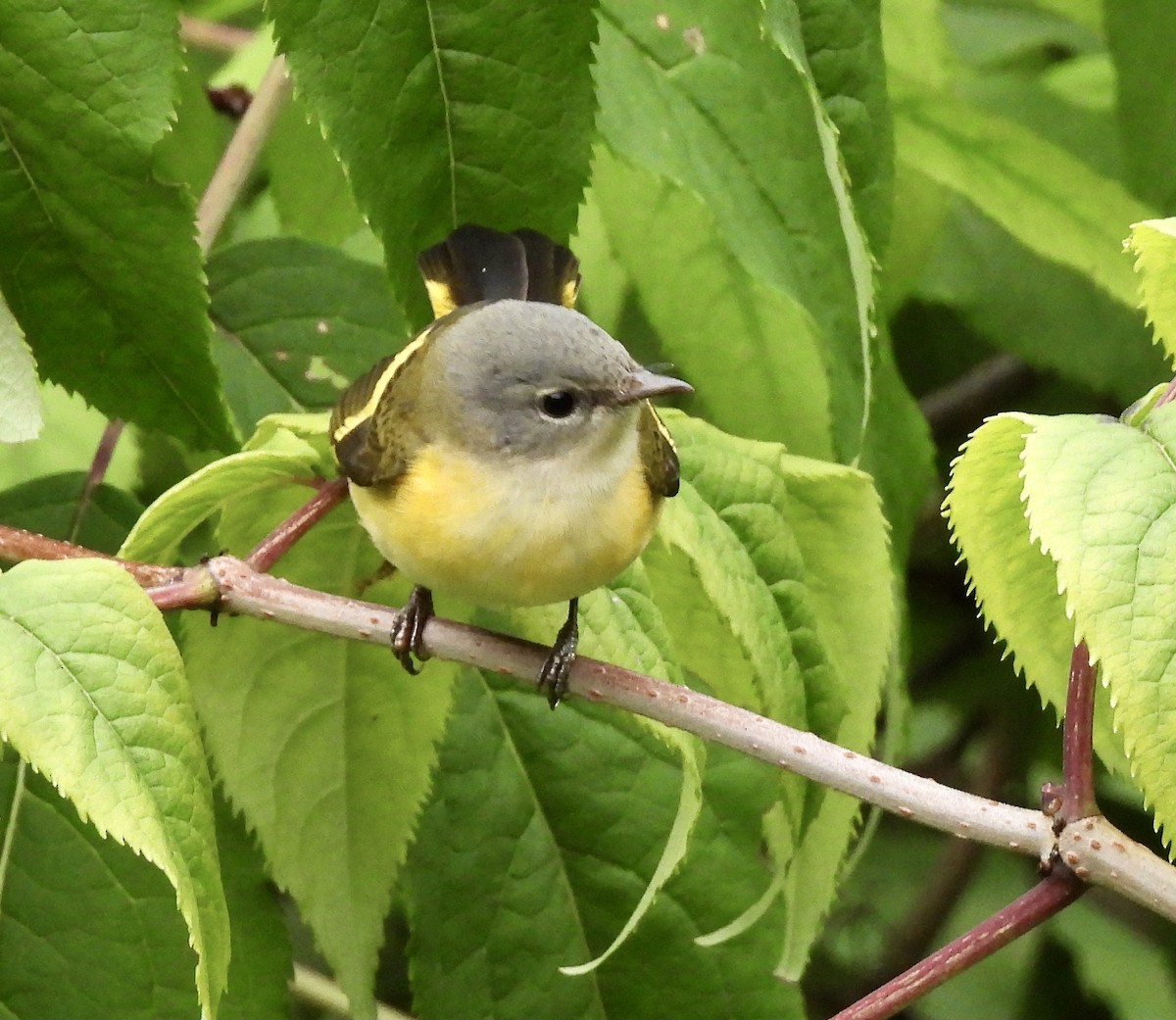 American Redstart - ML622248839