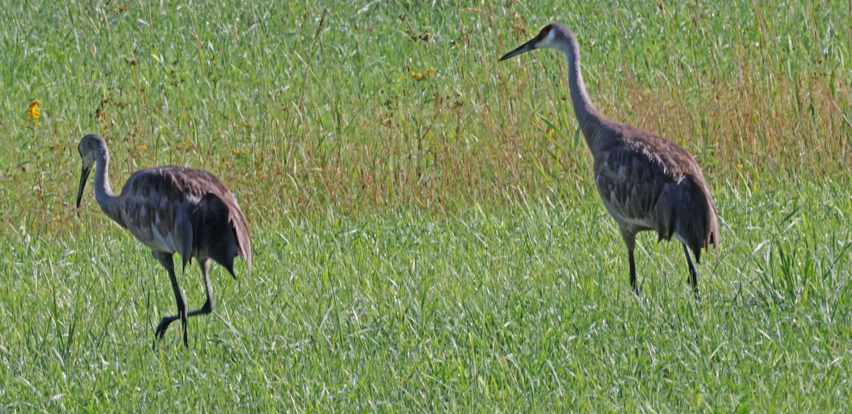 Sandhill Crane - ML622248917