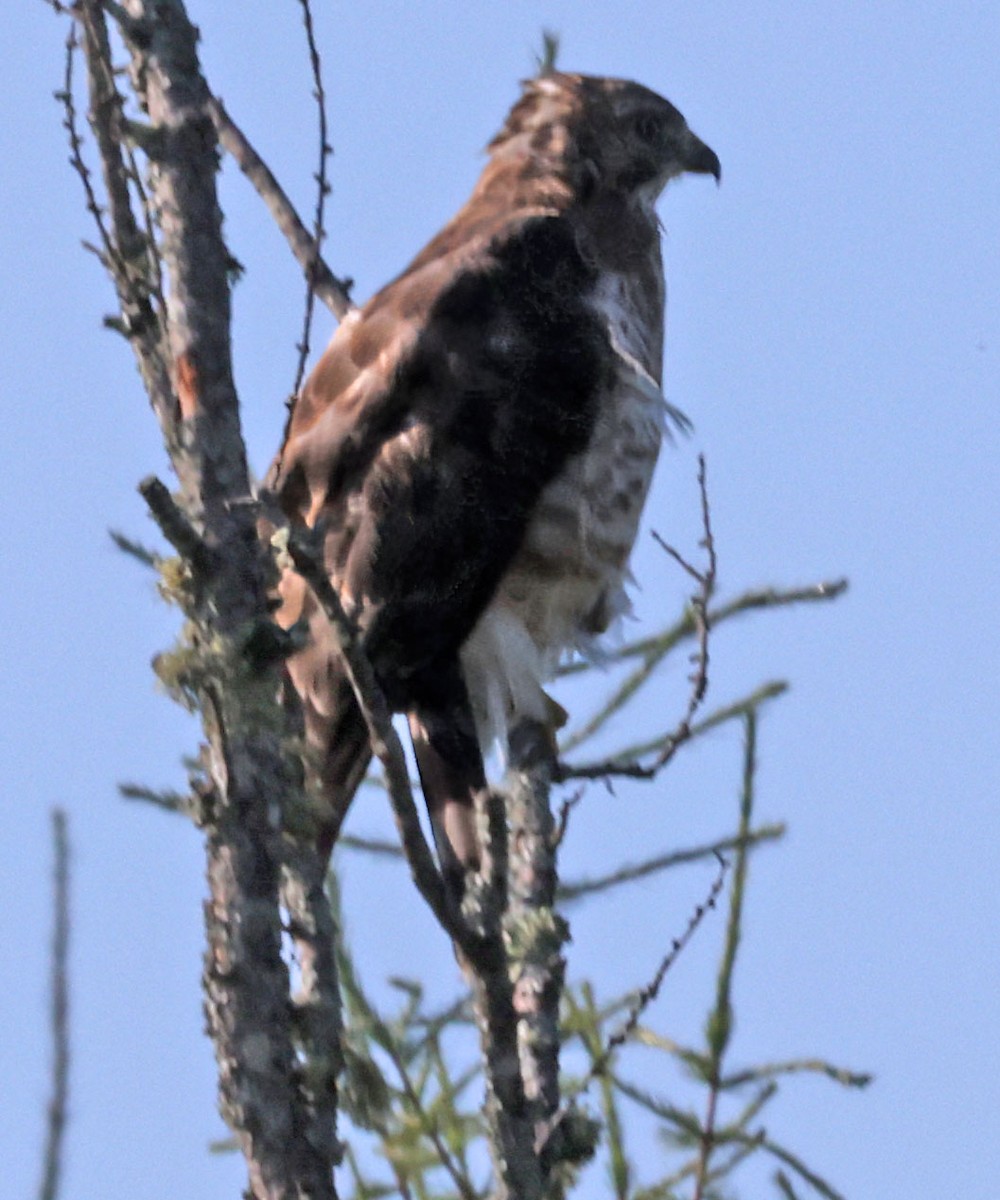 Broad-winged Hawk - ML622248921