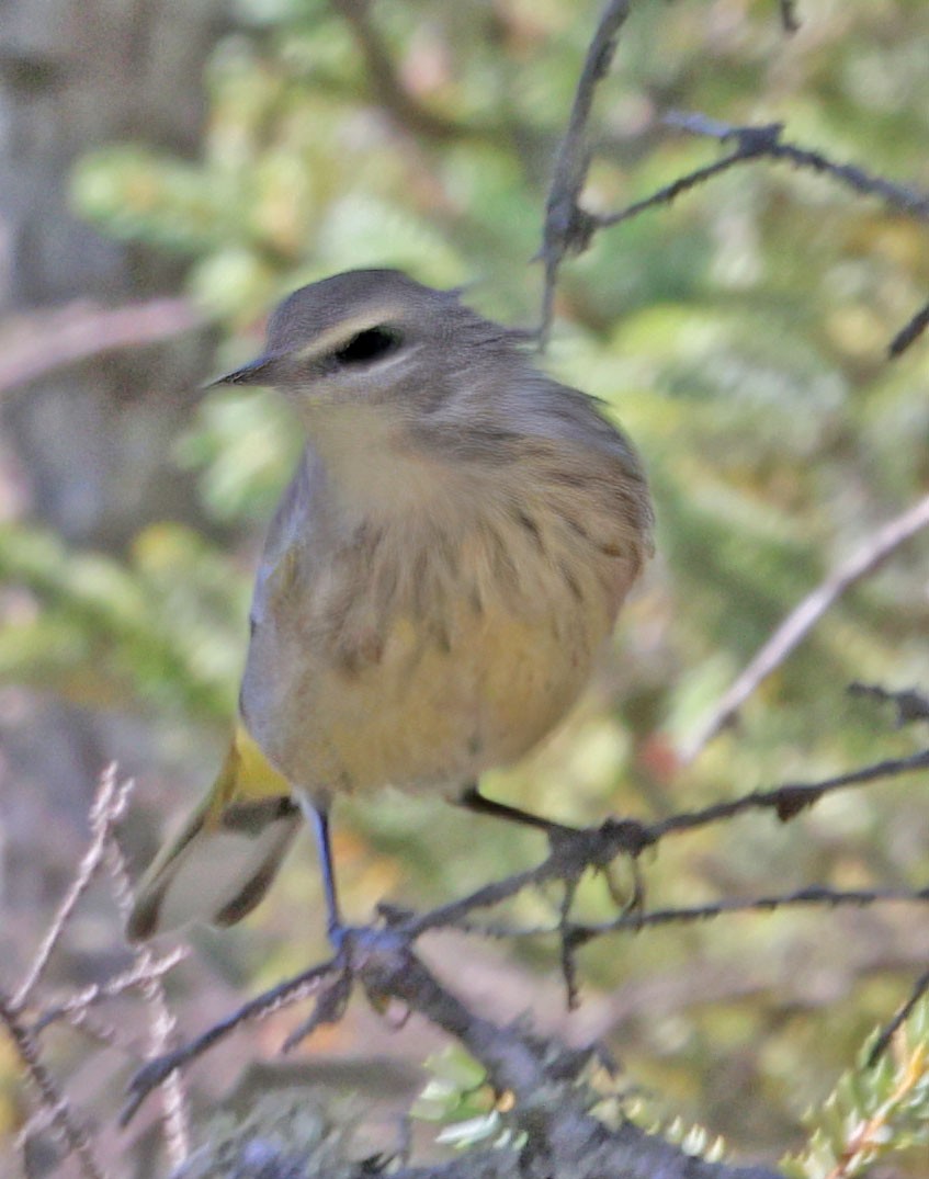 Palm Warbler - ML622248935