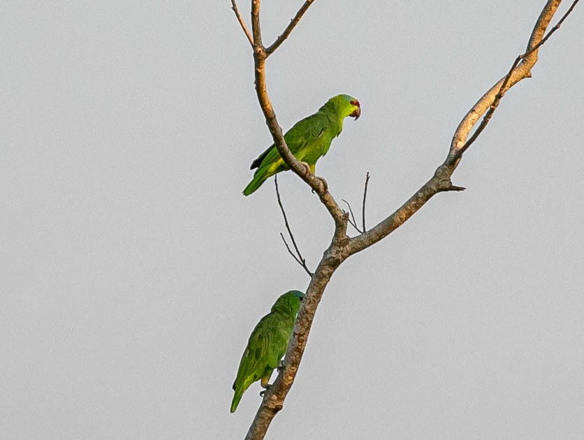 Festive Parrot - ML622248981