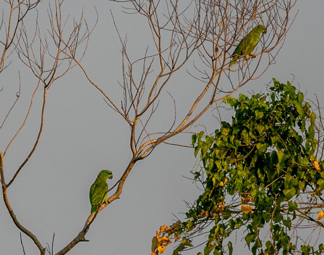 Festive Parrot - ML622248982