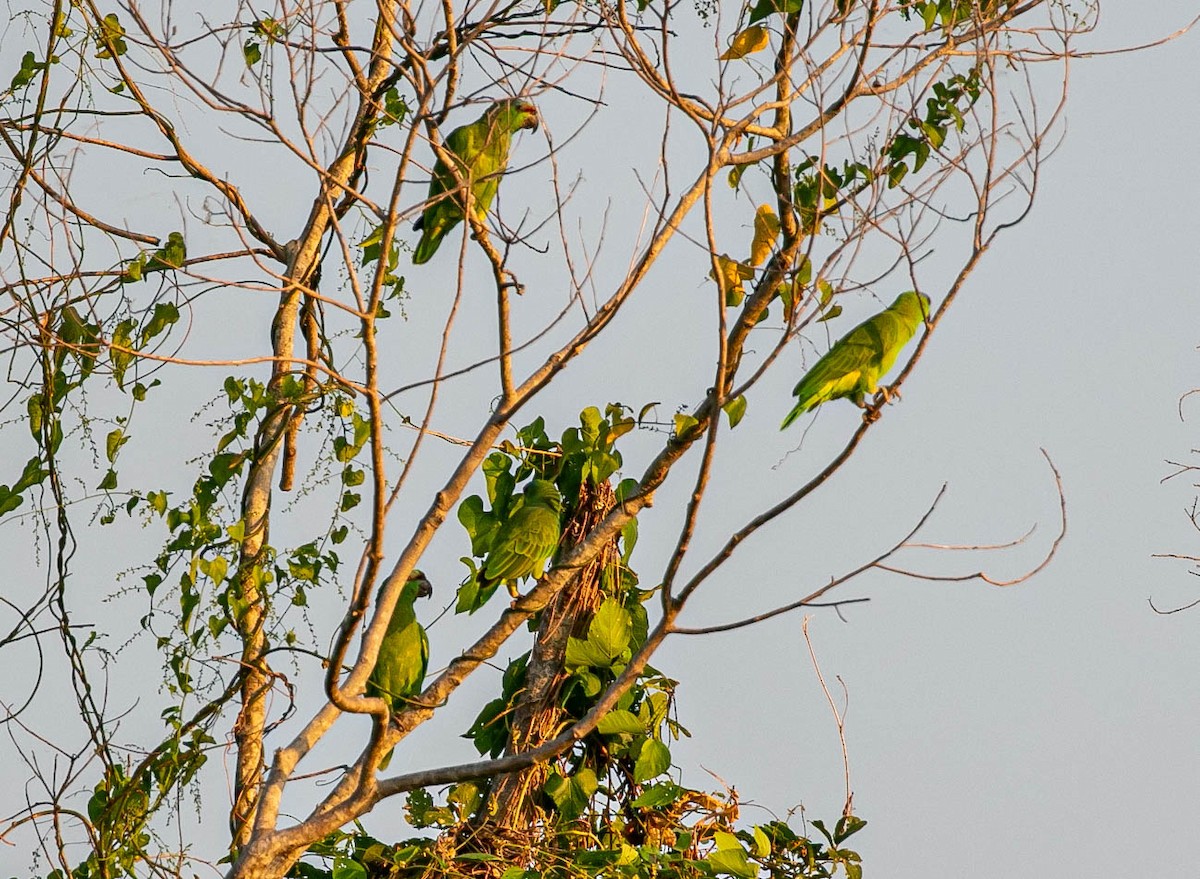 Festive Parrot - ML622248984