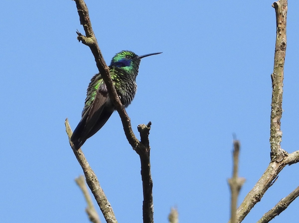 Colibrí Oreja Violeta Menor (andino) - ML622249035