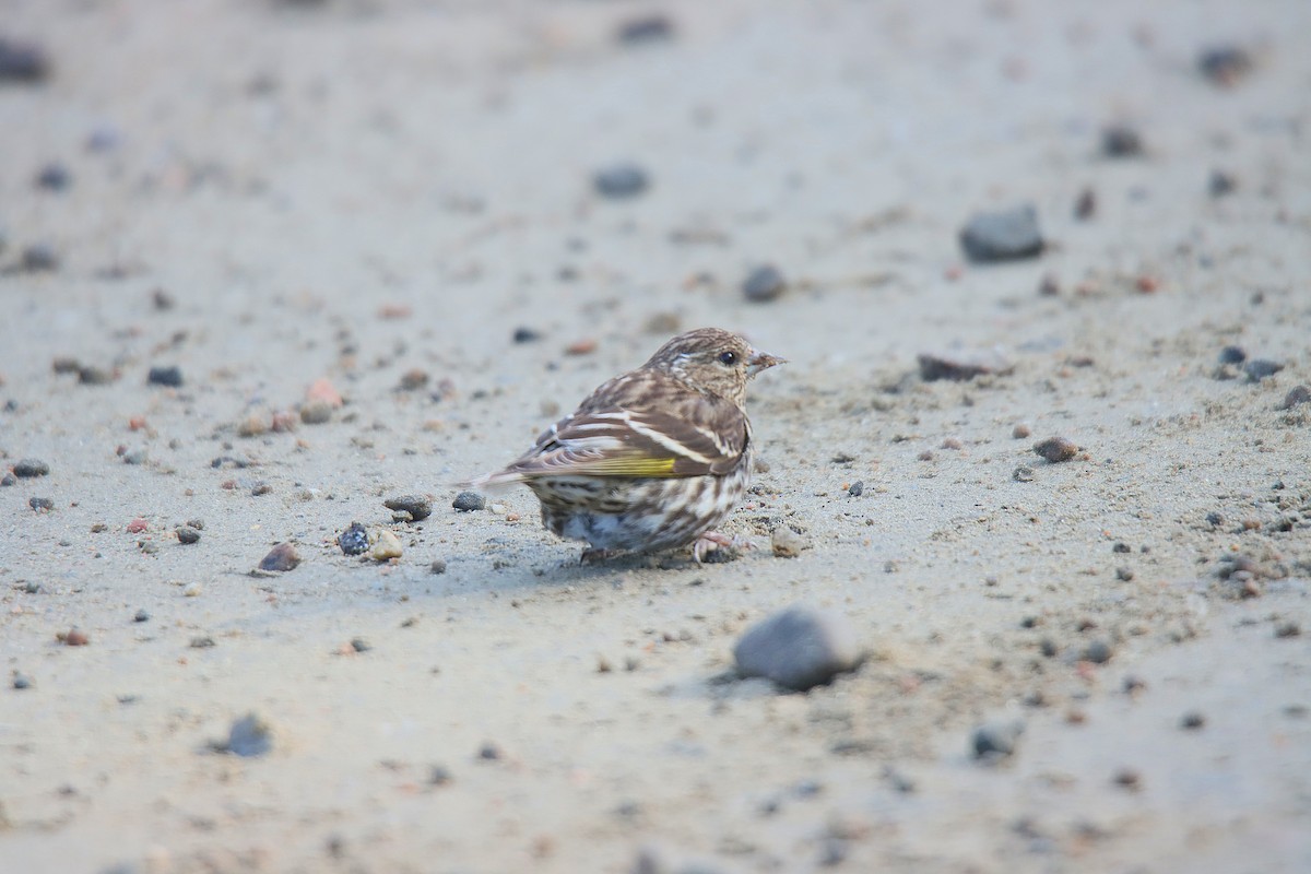 Pine Siskin - Sylvain Lépine