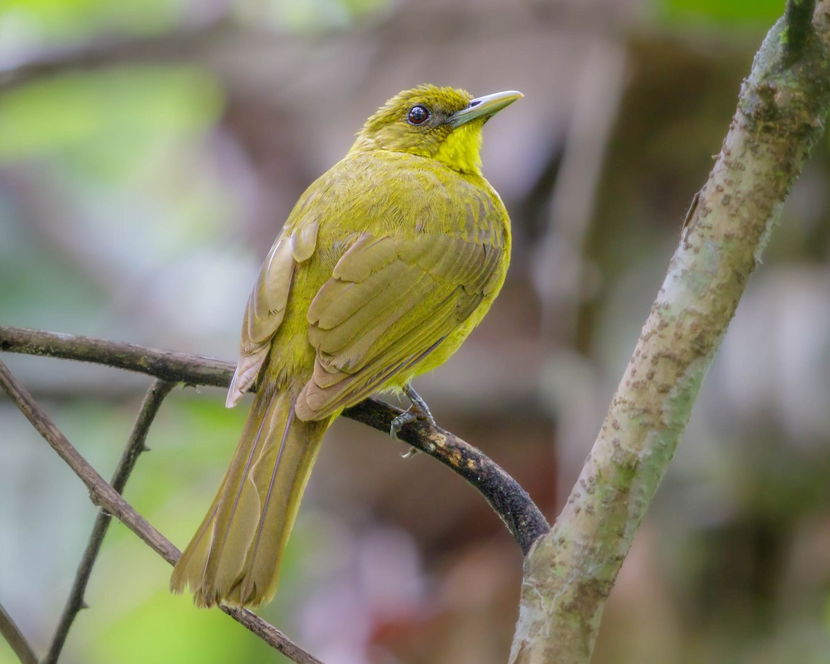 Halmahera Golden-Bulbul - Saravanan Krishnamurthy