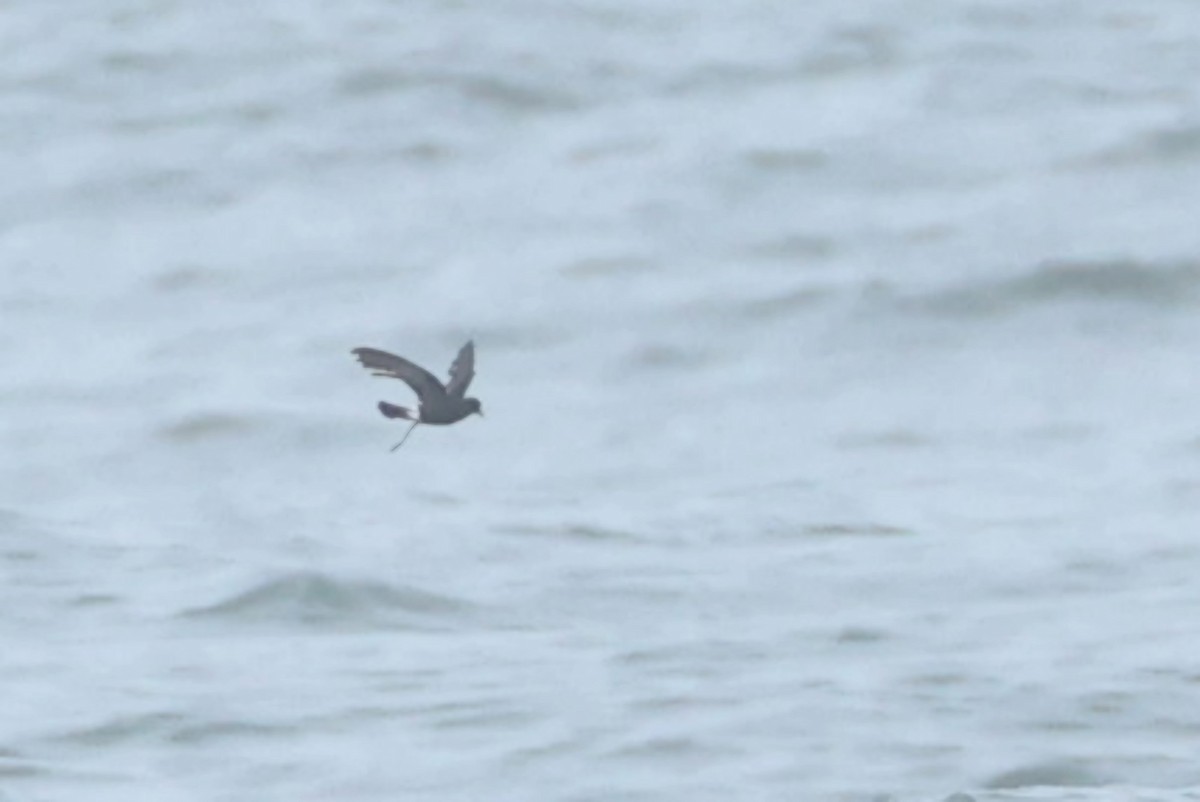 Wilson's Storm-Petrel - ML622249223