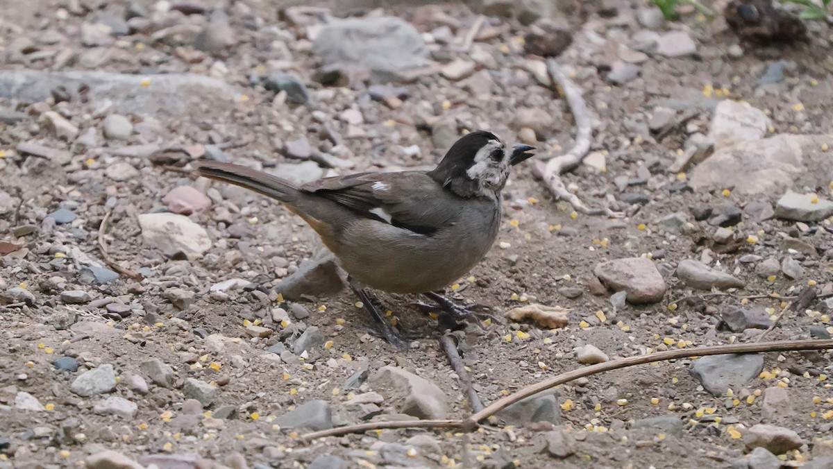 White-headed Brushfinch - ML622249250