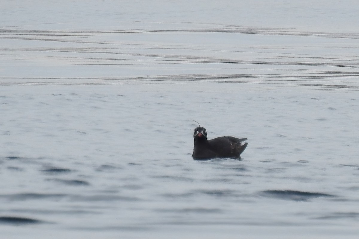 Whiskered Auklet - ML622249304