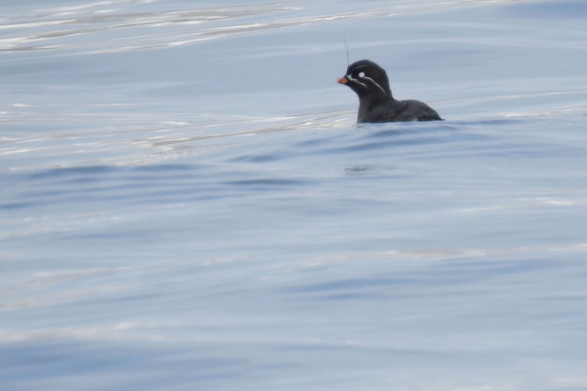 Whiskered Auklet - ML622249305